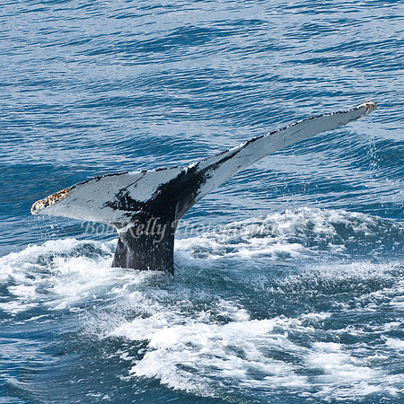 Stellwagon Whales-9