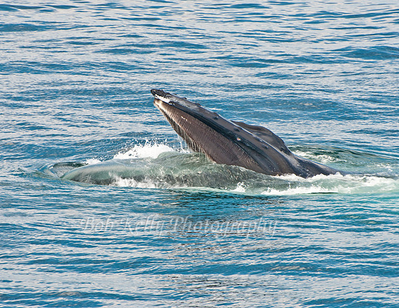 Stellwagon Whales-1