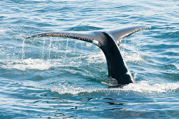 Stellwagon Whales-11