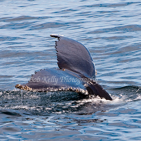 Stellwagon Whales-4