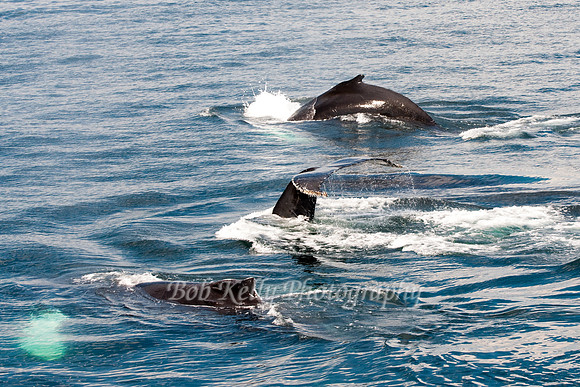 Stellwagon Whales-7