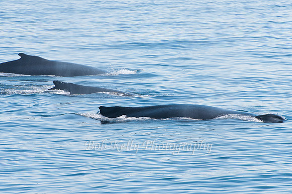 Stellwagon Whales-10