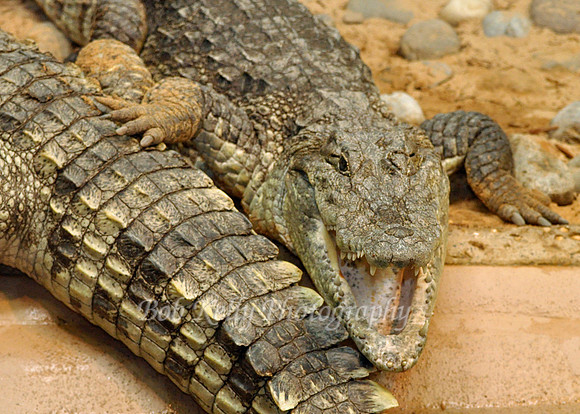 Gator