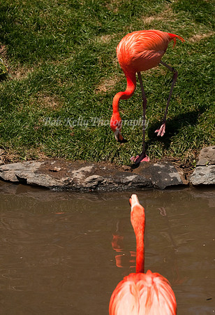 Zoo Creatures-18