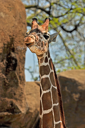 Zoo Creatures-9