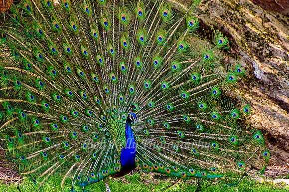 Zoo Creatures-4
