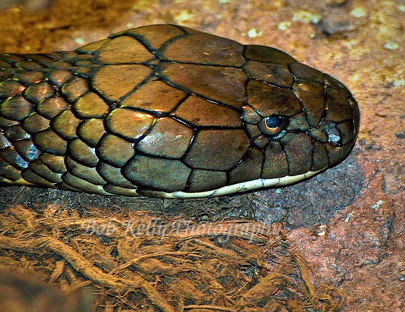 Zoo Creatures-2