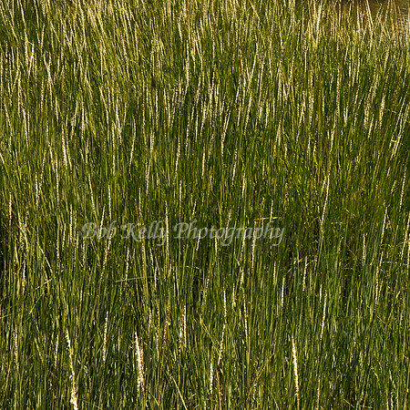 Sea Grass-1