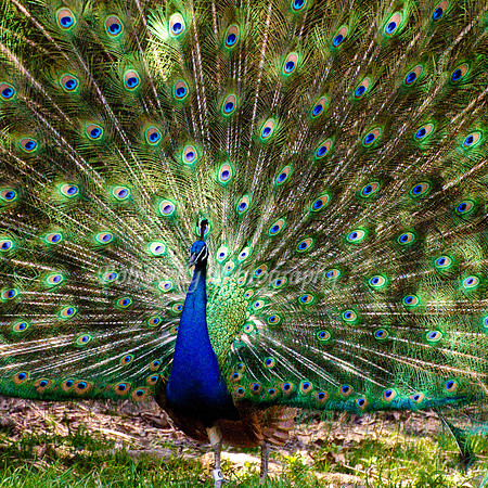 Zoo Creatures-5