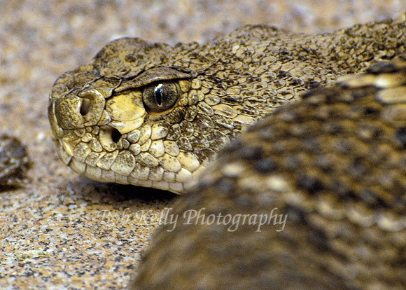 Snake