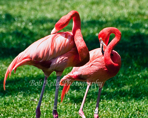 Zoo Creatures-11
