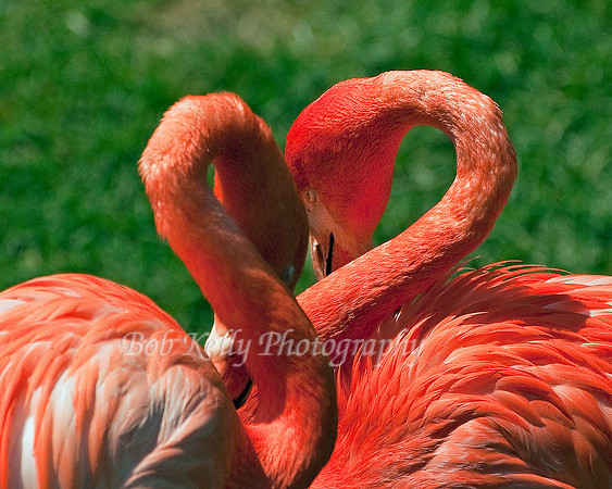 Zoo Creatures-15