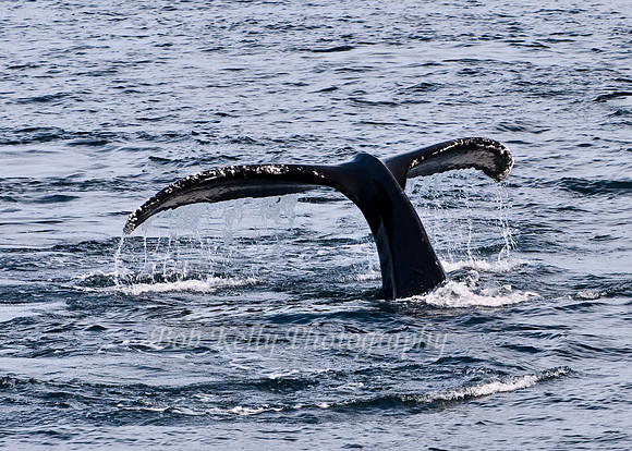 Stellwagon Whales-13