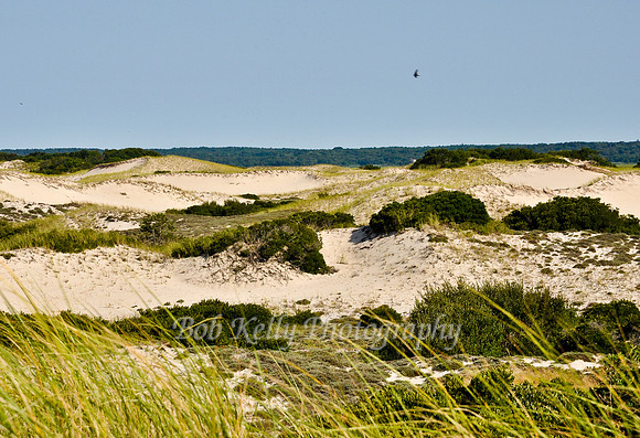 Sandy Neck dunes-1