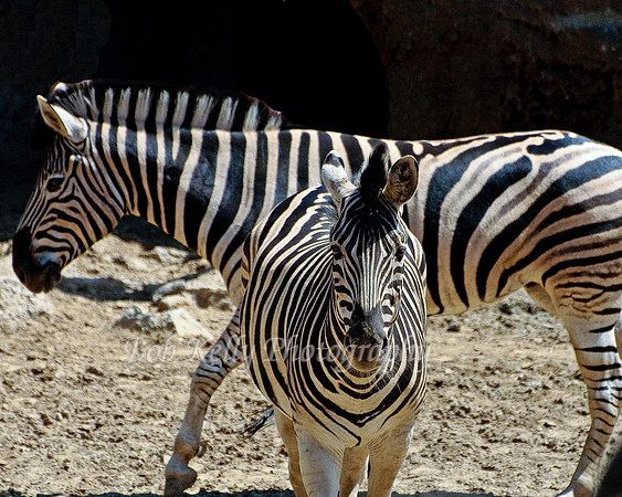 Zoo Creatures-10